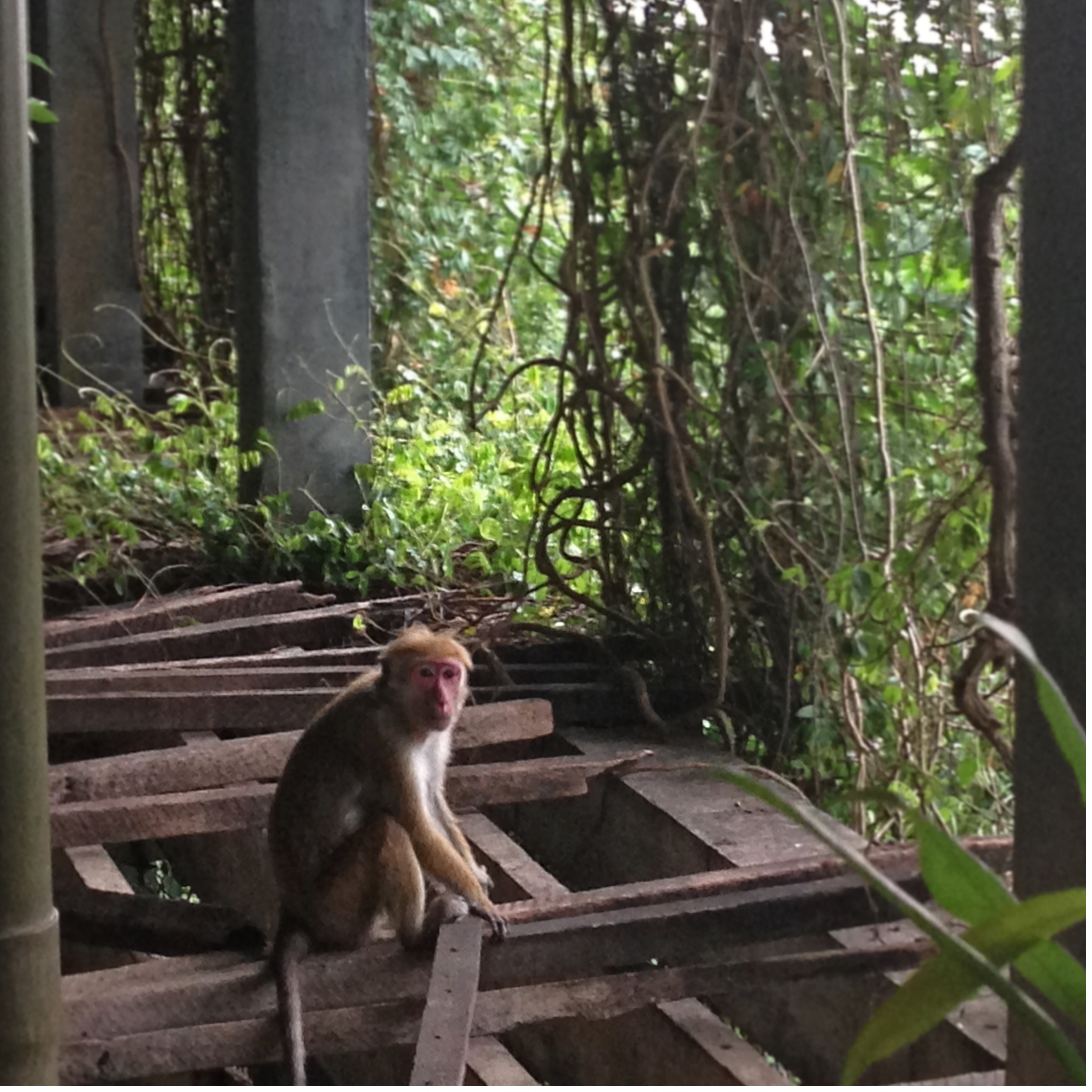 Heritance Kandalama, Monkeys 1