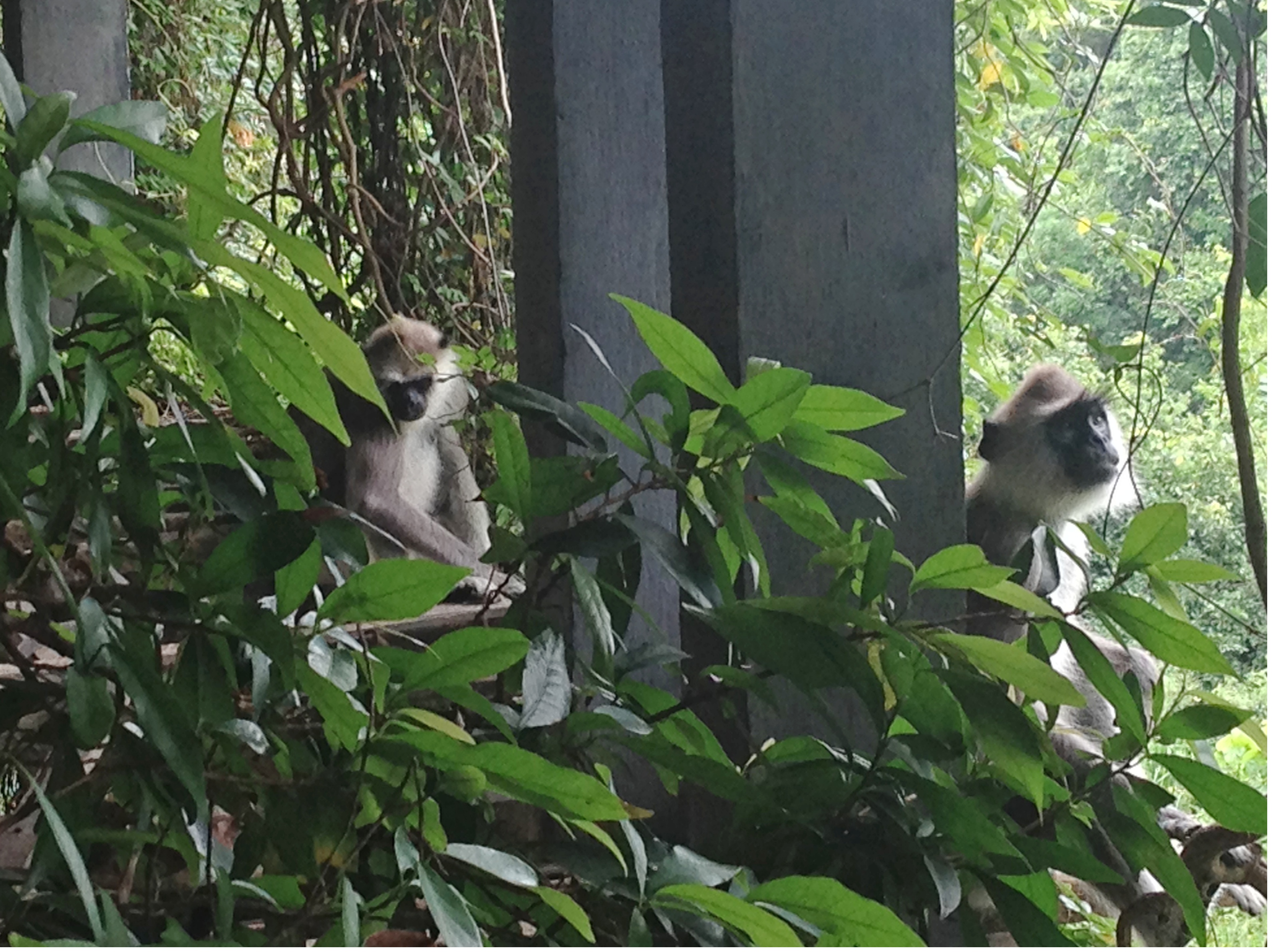 Heritance Kandalama, Monkeys 2